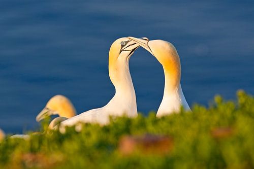 Jan van Genten op Helgoland