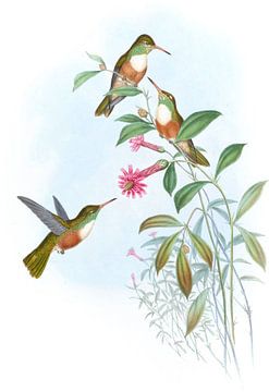 Dumeril's Amazili, John Gould van Hummingbirds