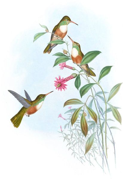 Dumeril’s Amazili, John Gould by Hummingbirds