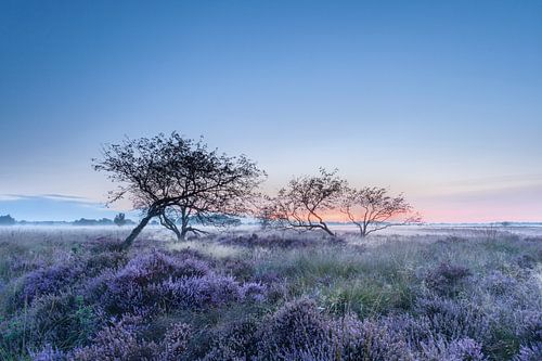 Bloeiende heide in de vroege morgen