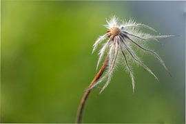Verwelkter Blütenstand eines Küchenschelle