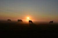 Nebliger Sonnenaufgang im Polder