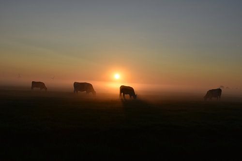Foggy sunrise in the polder