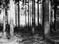 Kalt Wald