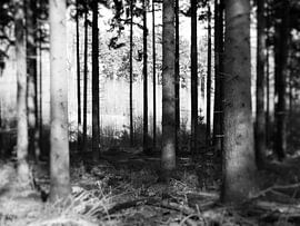 Kalt Wald von sterre Jansen