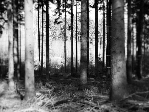 Shadowplay