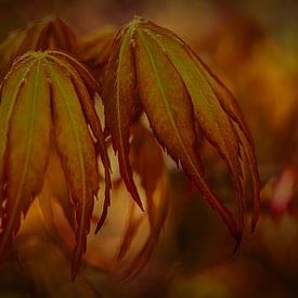 Autumn colours by Elly van Veen