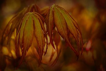 Herfstkleuren van Elly van Veen