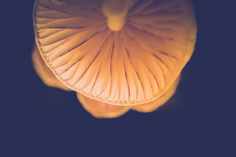 portrait de champignon en porcelaine par Ribbi