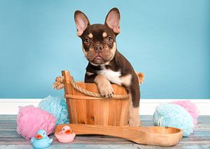 Französische Bulldogge Welpe schön im Bad