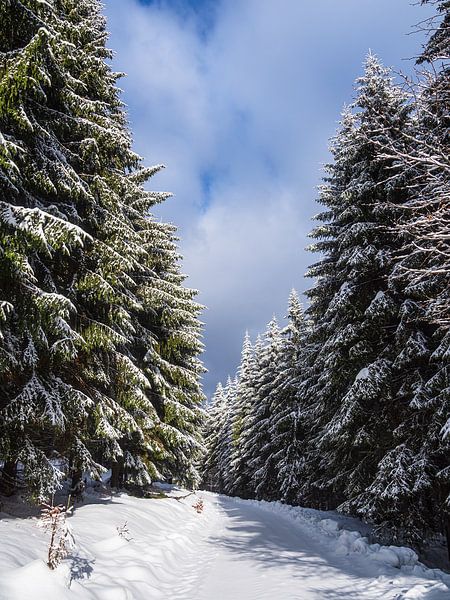 Paysage en hiver dans la forêt de Thuringe par Rico Ködder