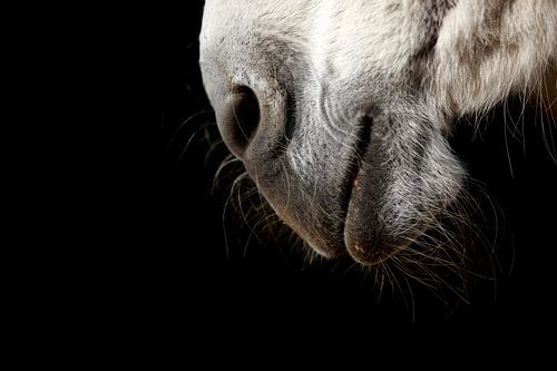 Kopfdetail eines Esels