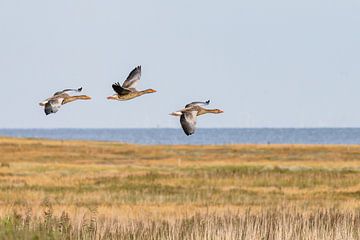 Greylag geese (Anser anser) by Dirk Rüter