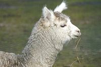 A Mischievous Alpaca