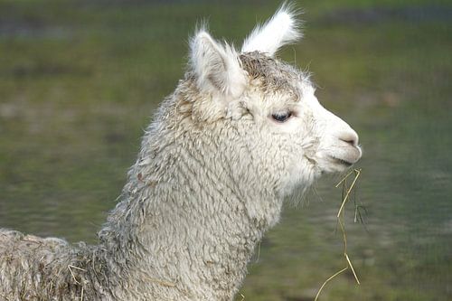 A Mischievous Alpaca