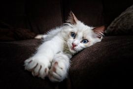 Ragdoll Kitten by R Nieuwstraten