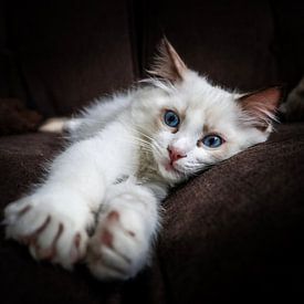 Ragdoll Kitten van R Nieuwstraten