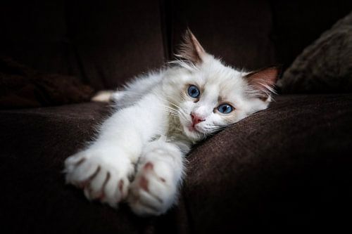 Ragdoll Kitten