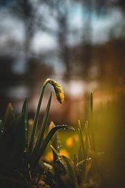 Dark Daffodil by Samantha Rorijs