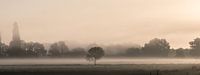 Boom in de mist bij Ravenstein