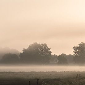 Forest in the morning fog in The Netherlands sur Wouter Bos