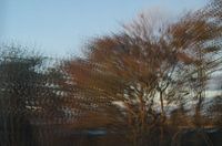 Psychedelische Natur