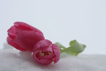 De Tulp  van Desiree Bona