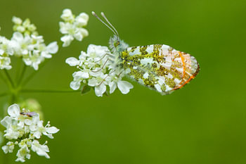 Oranjetipje op wit bloemetje