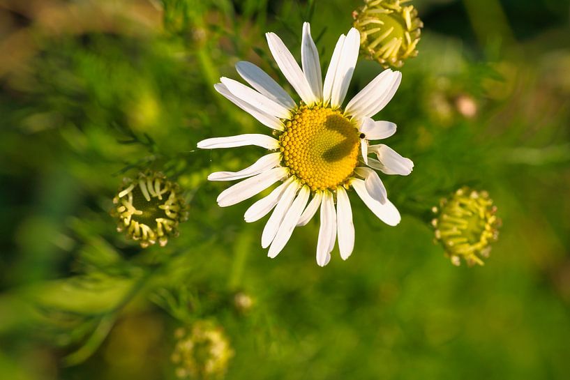 Magaritte met hartschaduw in de bloem van Martin Köbsch