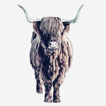 Hooglanders Colin White van Monika Strigel