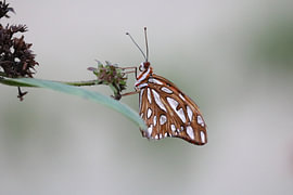 Orangefarbener Perlmuttfalter, Passionsblumenfalter von Russell Hinckley