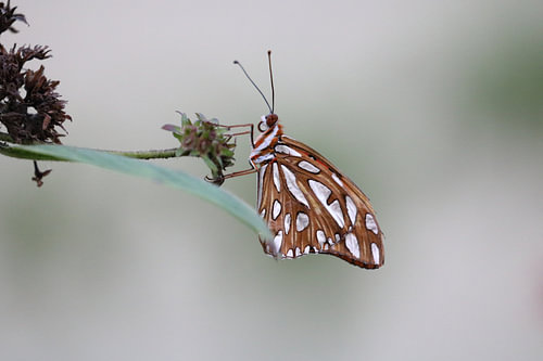 Orangefarbener Perlmuttfalter, Passionsblumenfalter