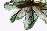 Shades of green - The fingerprint of leaves van Christine de Vogel thumbnail