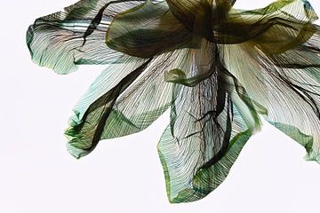 Shades of green - The fingerprint of leaves van Christine de Vogel