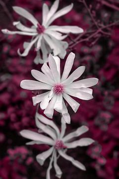 trio of flowering magnolia flowers by Ribbi