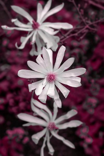 Trio von blühenden Magnolienblüten von Ribbi
