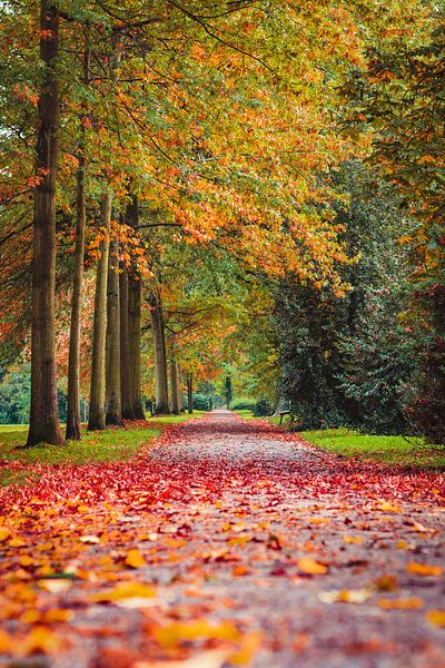 The autumn path by Renato Dehnhardt