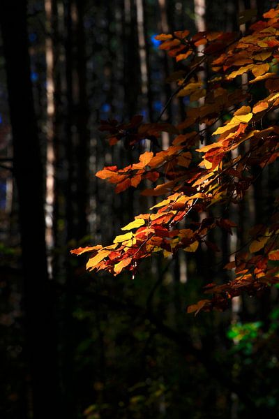 Beech by Thomas Jäger
