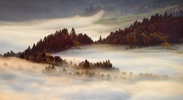 Bäume im Nebel von Wojciech Kruczynski