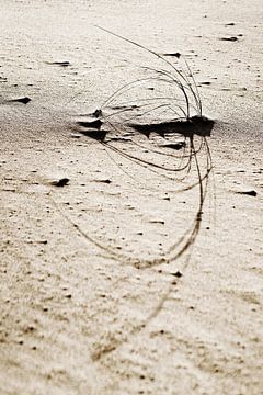 Strandgras im Gegenlicht von Ralf Lehmann