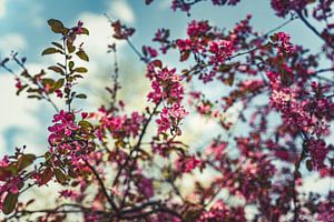 Bloesem Foto op Canvas – Roze Kersenbloesem Lente Wanddecoratie 20