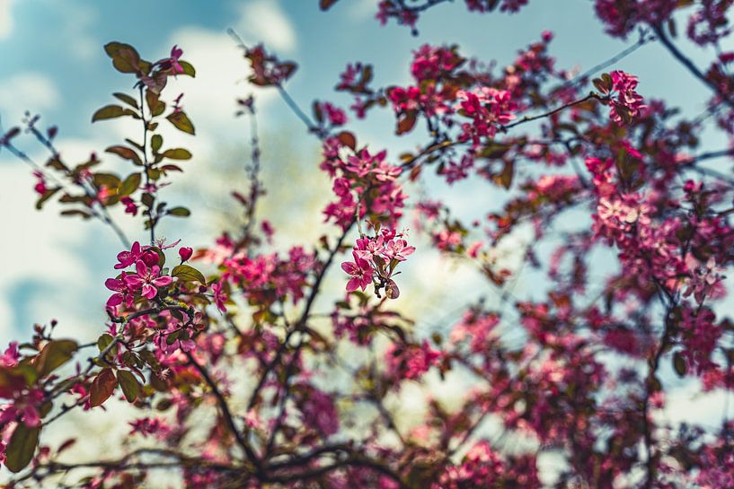 Blossom power: Eine frühlingshafte rosa Expedition 34 von FotoDennis.com | Werk op de Muur