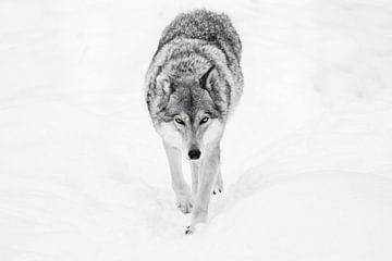 Noir Wolf kommt direkt auf Sie zu. von Michael Semenov