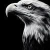 Gros plan sur un aigle – Portrait majestueux en noir et blanc sur drdigitaldesign