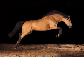 Falbe im Sprung – Pferd in Bewegung vor schwarzem Hintergrund von Laura Georgi Tier- und Ladschaftsfotografie