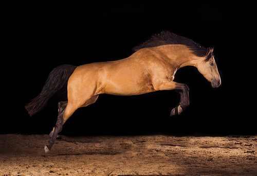 Falbe tijdens een sprong – paard in beweging tegen een zwarte achtergrond