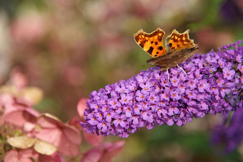Vinder in bloementuin by Lotte Veldt