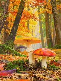 Pilze in einem Herbstwald mit warmen Farbtönen. von STUDIO ARTSY