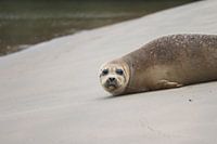 Zeehond op het strand van Katwijk