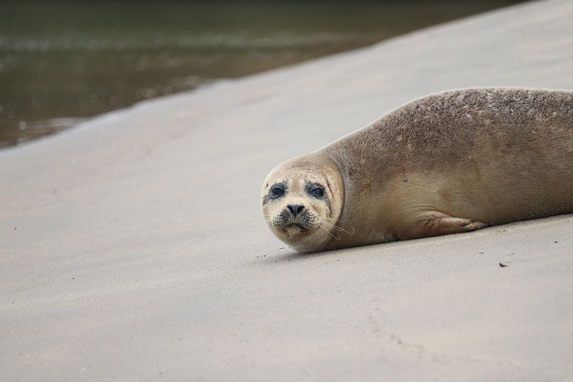 Zeehond op het strand van Katwijk von Clicksby JB